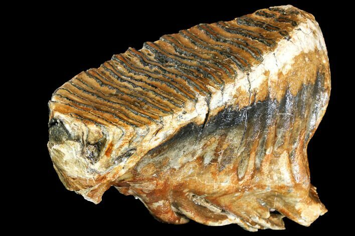 Fossil Woolly Mammoth Lower M Molar - North Sea Deposits #149766